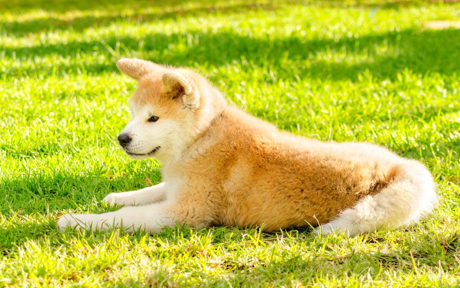 Akita Inu là quốc khuyển Nhật Bản